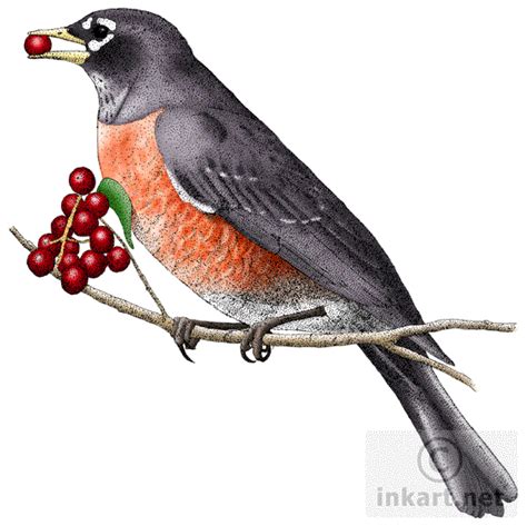 American Robin Png High Quality Image Png Arts