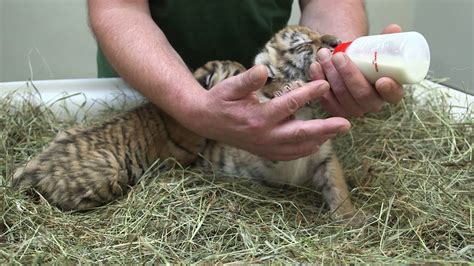 Rescued Tiger Cubs Find New Home At Austrian Zoo Afp Youtube