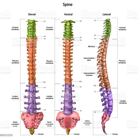 The Human Spine With The Name And Description Of All Sites Dorsal