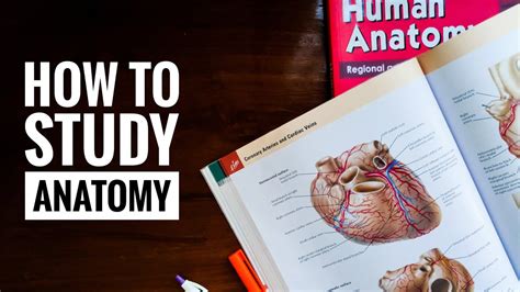 How To Study Anatomy In Mbbs 1st Year Youtube