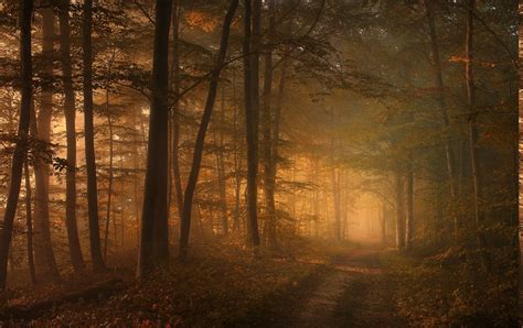 1920x1200 Forest Road Trees Sunrise Wallpaper Coolwallpapersme