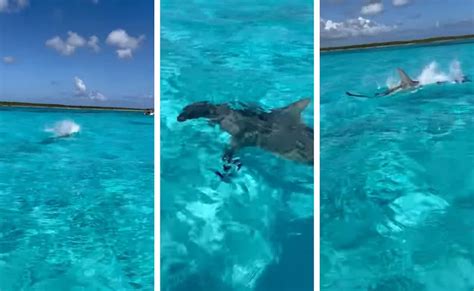 Hammerhead Shark Caught On Video Hunting A Stingray In Cozumel Watch