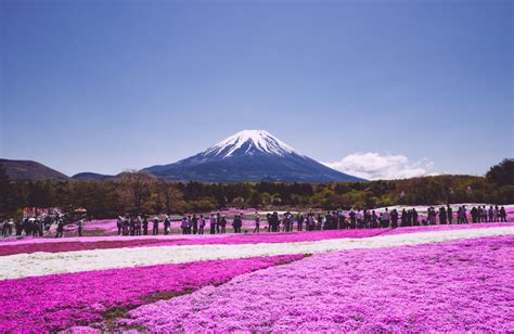 Le liseron s'entortille rapidement dans la végétation. Shibazakura : Les champs de fleurs roses du Japon en images