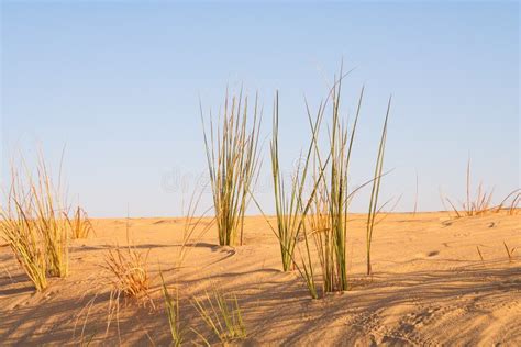Desert Grass In The Sahara Stock Image Image Of Dunes 101084735