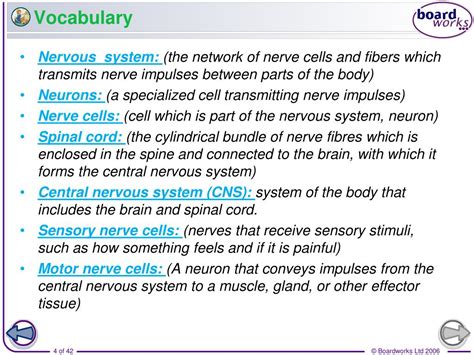 Ppt Human Nervous System Powerpoint Presentation Free Download Id