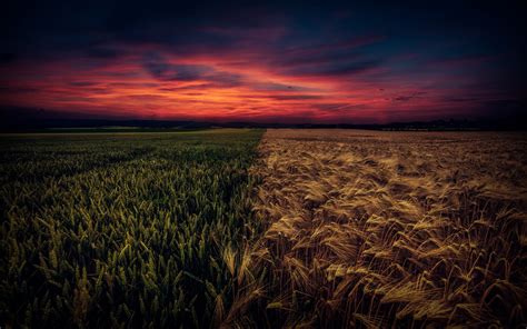 Download Wallpapers Sunset Field Wheat Horizon For Desktop With
