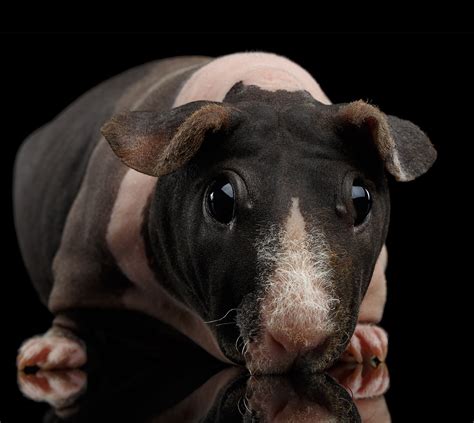 Your Guide To The Skinny Pig The Hairless Guinea Pig Breed