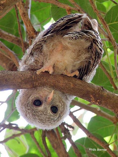 Lustige eule auf einem zweig. The Owl Pages | Tiere, Ausgestopftes tier, Eulen fotos