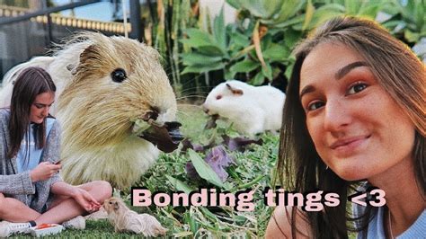Sometimes pet guinea pigs are allowed to free range, too, but oftentimes their caregivers will keep them in cages. Bonding with my Free Range Guinea Pigs - YouTube