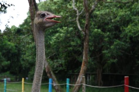 Located about 45 minutes from kl airport, it is a very convenient one! PD Ostrich Show Farm (Port Dickson) - 2021 All You Need to ...