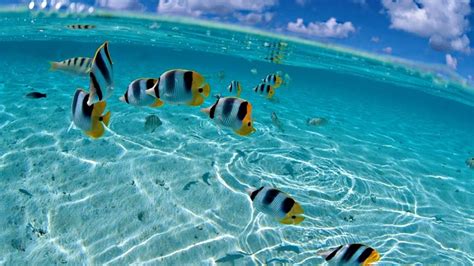 Beautiful Sea Fish Hd Wallpapers High Definition
