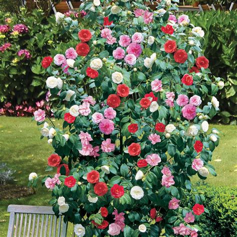 Maybe you would like to learn more about one of these? Flowering Shrubs and Vines: Camellia Tree or Shrub - Large