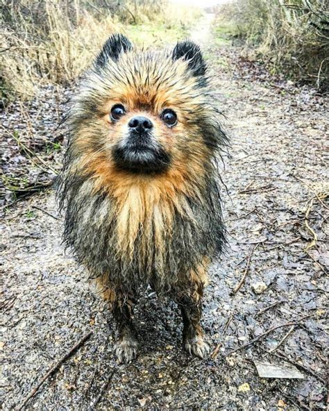 The 16 Cutest Pomeranians Currently Online The Dogman
