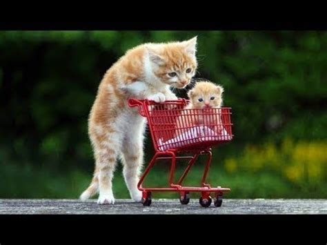 We did not find results for: Best Funny Cat and Dog Videos Ever 2019 - YouTube
