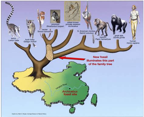 Worlds Oldest Primate Fossil In China Sheds Light On Human Evolution
