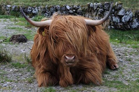 A Scottish Highland Cow Is Not A Yak Hubpages