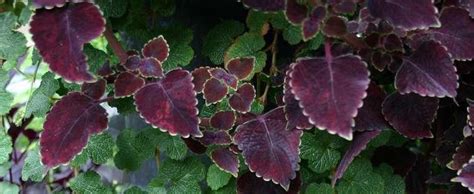 Maybe you would like to learn more about one of these? Creeping Bramble, Creeping Raspberry, Creeping Rubus ...