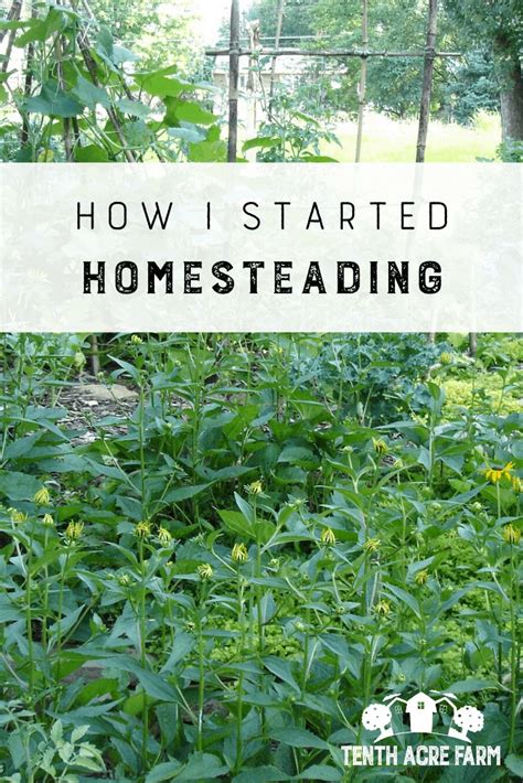 How I Started Homesteading Homesteading Homestead Gardens