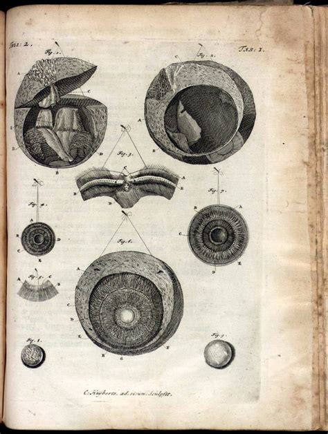 Anatomy Illustrations 1700s Torben Friedrich Flickr