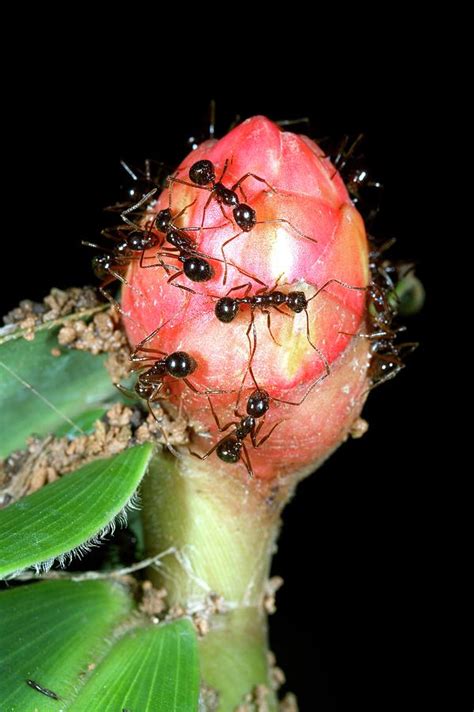 Ants On A Costus Flower Photograph By Dr Morley Readscience Photo Library Fine Art America