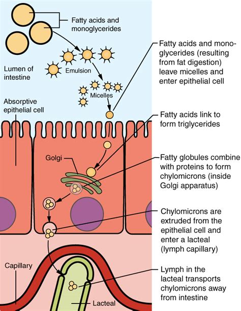 It carries the nutrient rich blood to the liver which is further processed there and returned back to the heart via inferior vena cava. 23.7 Chemical Digestion and Absorption: A Closer Look ...
