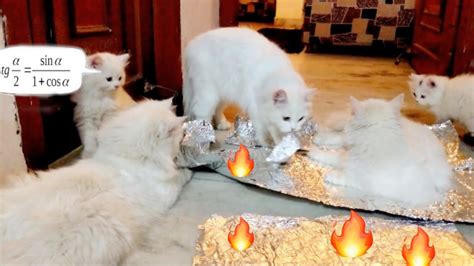 Cats Vs Foil You Wont Believe This Aluminium Foil Trick With Cats 😱😍