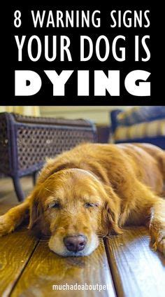 Do dogs actually know when they're dying? Pin on Dog Health Tips