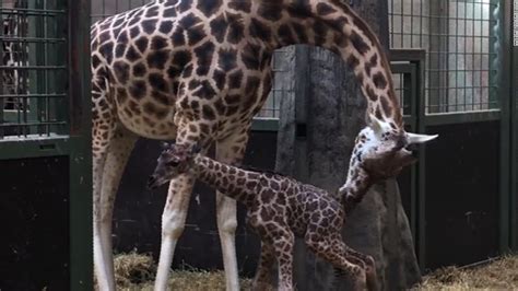 Watch A Baby Giraffe Take Its First Steps Cnn Video