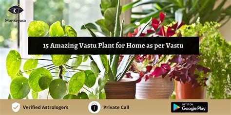 15 Amazing Vastu Plant For Home As Per Vastu Monkvyasa