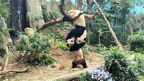 20230628 Giant Panda Le Le 叻叻 And Jia Jia 嘉嘉 Playtime River Wonders