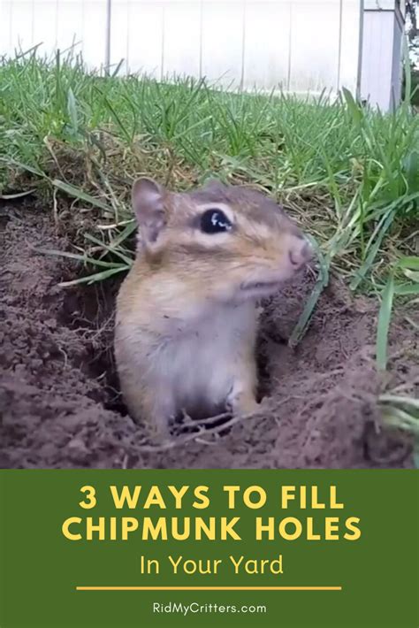 How To Fill Chipmunk Holes 3 Easy Methods Chipmunk Holes Lawn