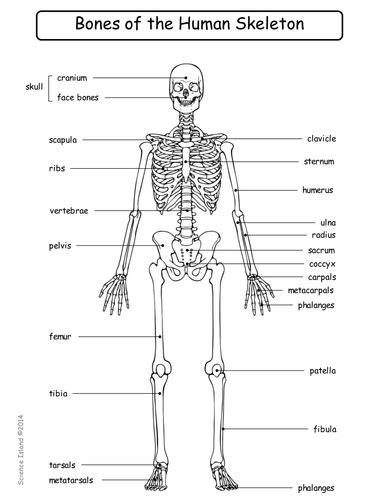 Skeletal System Diagrams Study Label Color And Quiz Skeletal