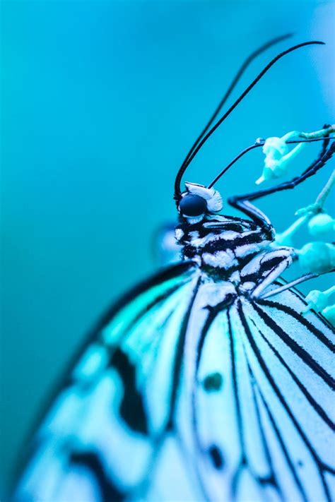 243 Beautiful Butterfly Pictures · Pexels · Free Stock Photos