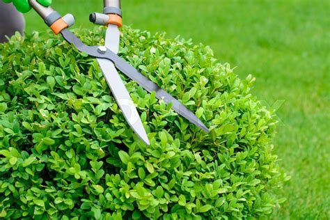 Hands Are Cut Bush Clippers In Garden Stock Image Colourbox