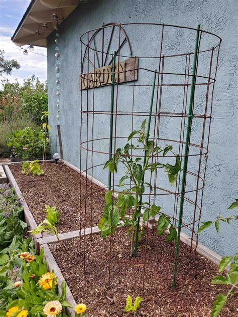 How To Make A Diy Tomato Cage Sturdy Easy And Cheap ~ Homestead And Chill