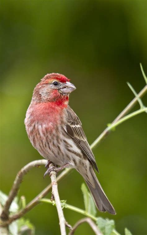 44 best images about Common Backyard Birds on Pinterest