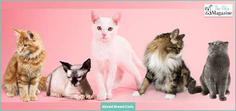 What Breed Is My Cat A Guide To Identifying Your Cats Breed