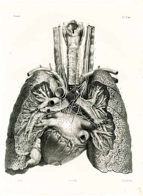 1836 Vintage Coronary Heart Print Trachea Aorta Artery Pericardium