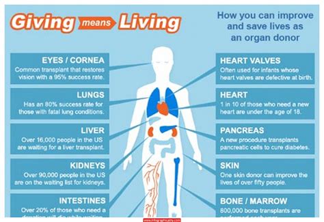 Organ Donation Infographic Organ Donation