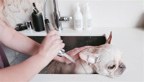 Pet Dog Grooming Spa Davie, FL | Teacup Puppies & Boutique