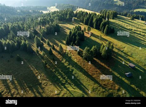 High Angle Aerial View Of Trees Casting Long Silhouette Shadows On The