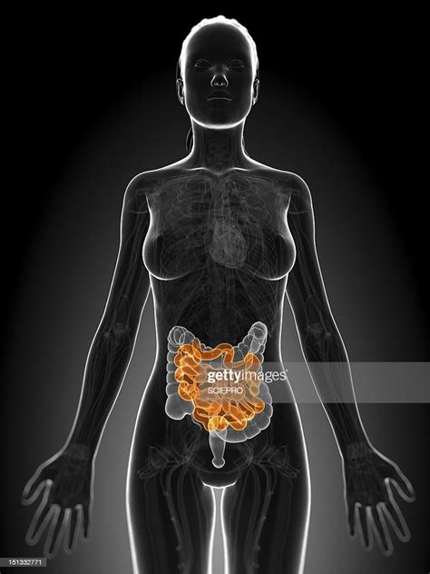 Healthy Small Intestine Artwork Illustration Getty Images