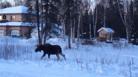 Moose In My Yard Part 1 Youtube