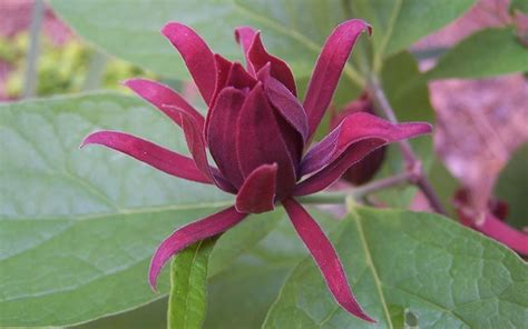 Buy Sweetshrub Carolina Allspice For Sale Online From Wilson Bros Gardens