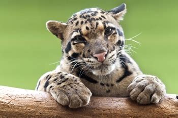If there were clouded leopards in taiwan they were probably a subspecies of the mainland. natural awakenings - Species Die-Off