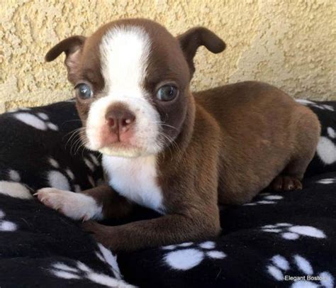 Pupdate 5 abbie's boston terrier pups at 5 weeks! Beautiful CKC Red & White Boston Terrier Puppies for Sale ...