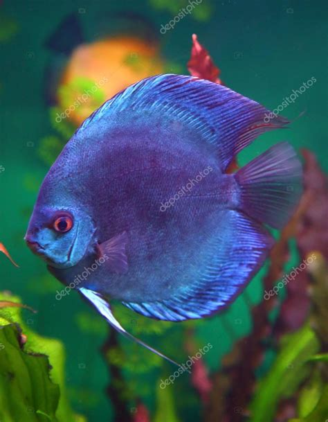 Blue Discus Fish In Aquarium — Stock Photo © Kokhanchikov 53765057