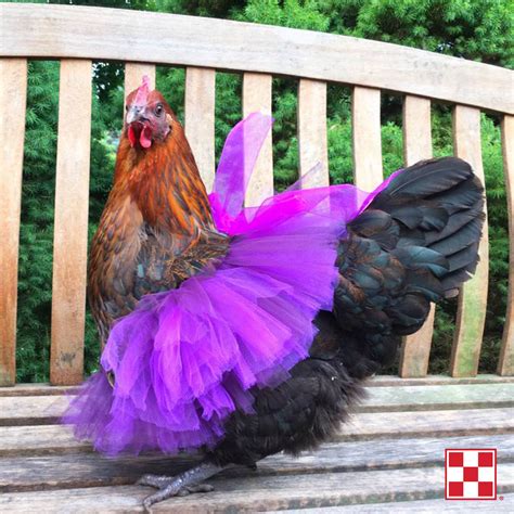 Chicken Costume We Hope This Photo From A Purina Poultry Fan Makes You Smile Follow Purina