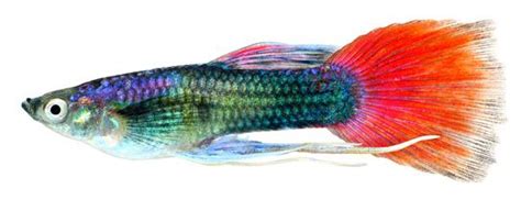 Poecilia is a family of livebearing fish which includes guppies, endlers, and mollies. Fische für das Aquarium - Fischarten Überblick | markt.de
