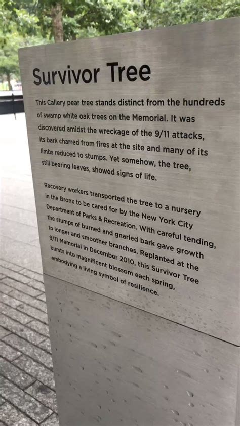 The Rebirth Of The Survivor Tree Is A Reminder That Even In Our Darkest